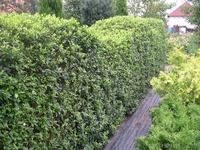 Декоративные саженцы: хвойные и лиственные растения, Брест, «Оазис во дворе» - Изображение #5, Объявление #718901