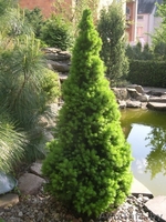 Декоративные саженцы: хвойные и лиственные растения, Брест, «Оазис во дворе» - Изображение #1, Объявление #718901