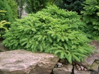 Декоративные саженцы: хвойные и лиственные растения, Брест, «Оазис во дворе» - Изображение #6, Объявление #718901