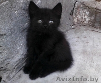 Отдам замечательых котят в добрые руки - Изображение #1, Объявление #708987