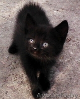 Отдам замечательых котят в добрые руки - Изображение #2, Объявление #708987