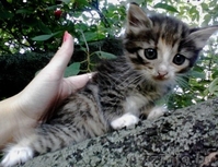 Отдам замечательых котят в добрые руки - Изображение #3, Объявление #708987