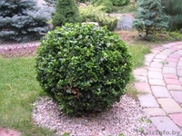 Декоративные саженцы: хвойные и лиственные растения, Брест, «Оазис во дворе» - Изображение #2, Объявление #718901