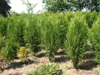 Декоративные саженцы: хвойные и лиственные растения, Брест, «Оазис во дворе» - Изображение #7, Объявление #718901