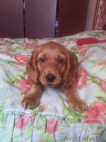 продам чистокровного кокера-спаниеля. - Изображение #1, Объявление #730446