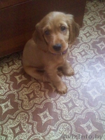 продам чистокровного кокера-спаниеля. - Изображение #3, Объявление #730446