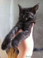 Котята безвозмездно/в дар - Изображение #3, Объявление #745930