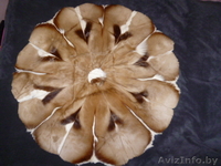 шкура кабана,пр-во Голландия - Изображение #2, Объявление #743616