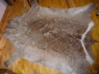 шкура кабана,пр-во Голландия - Изображение #1, Объявление #743616