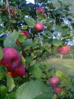  Земельный участок продам, 25 км от г Бреста - Изображение #6, Объявление #780424