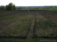  Земельный участок продам, 25 км от г Бреста - Изображение #7, Объявление #780424