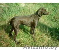 Продам отличных щенков курцхаара - Изображение #1, Объявление #765905