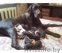 Продам отличных щенков курцхаара - Изображение #2, Объявление #765905