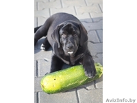 Щенки лабрадора. Породистые, с родословной. - Изображение #2, Объявление #771185