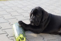 Щенки лабрадора. Породистые, с родословной. - Изображение #3, Объявление #771185