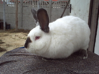 мясо кролика,всегда в наличии( оптом и в розницу). - Изображение #1, Объявление #768523