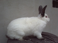 мясо кролика,всегда в наличии( оптом и в розницу). - Изображение #2, Объявление #768523