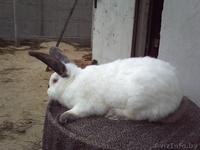 мясо кролика,всегда в наличии( оптом и в розницу). - Изображение #3, Объявление #768523