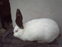 мясо кролика,всегда в наличии( оптом и в розницу). - Изображение #4, Объявление #768523