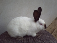 мясо кролика,всегда в наличии( оптом и в розницу). - Изображение #5, Объявление #768523