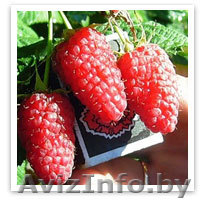 Малина крупноплодная и ремонтанная - Изображение #1, Объявление #699227