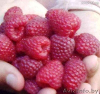 Малина крупноплодная и ремонтанная - Изображение #4, Объявление #699227