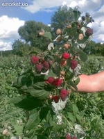 Малина крупноплодная и ремонтанная - Изображение #5, Объявление #699227