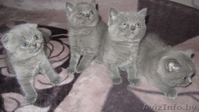 Британские котята г.Брест - Изображение #2, Объявление #833883