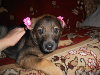 метис овчарки сука - Изображение #3, Объявление #851287