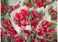 Тюльпаны оптом в Бресте  - Изображение #1, Объявление #849833