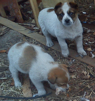 Милые щенки отдам в дар в добрые руки - Изображение #2, Объявление #845551