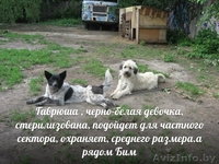 Собаки ищут дом и любящих хозяев - Изображение #3, Объявление #905923