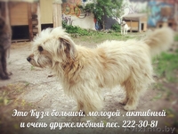 Собаки ищут дом и любящих хозяев - Изображение #1, Объявление #905923