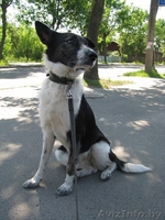 Ищет дом замечательная Лая. Самая лучшая в мире собака. - Изображение #1, Объявление #904273