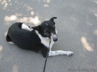 Ищет дом замечательная Лая. Самая лучшая в мире собака. - Изображение #2, Объявление #904273