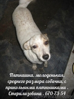 Собаки ищут дом и любящих хозяев - Изображение #4, Объявление #905923