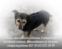 Собаки ищут дом и любящих хозяев - Изображение #5, Объявление #905923