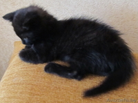 Милые котята ищут хозяев - Изображение #5, Объявление #912367