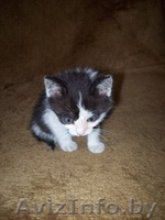 Милые котята ищут хозяев - Изображение #3, Объявление #912367