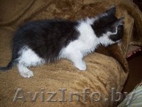 Милые котята ищут хозяев - Изображение #4, Объявление #912367