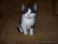 Милые котята ищут хозяев - Изображение #2, Объявление #912367