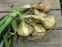 СВЕЖИЕ ОВОЩИ СОБСТВЕННОГО ПРОИЗВОДСВА - Изображение #8, Объявление #793934