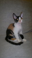 Котёнок донского сфинкса-брашка - Изображение #5, Объявление #940473