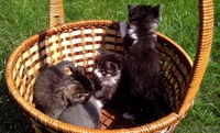 Домашние котята в дар - Изображение #1, Объявление #943114