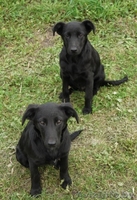 Друзья, сделайте доброе дело - возьмите щенка с улицы! - Изображение #1, Объявление #964170