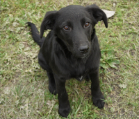 Друзья, сделайте доброе дело - возьмите щенка с улицы! - Изображение #2, Объявление #964170