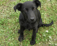 Друзья, сделайте доброе дело - возьмите щенка с улицы! - Изображение #3, Объявление #964170