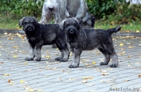 Щенки ризеншнауцера - Изображение #2, Объявление #963914