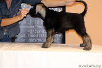 Щенки ризеншнауцера - Изображение #3, Объявление #963914