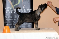 Щенки ризеншнауцера - Изображение #5, Объявление #963914